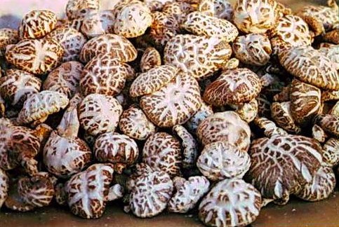 香菇.jpg 香菇.jpg